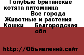 Голубые британские котята питомника Silvery Snow. - Все города Животные и растения » Кошки   . Белгородская обл.